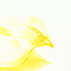 painting-elegy-bird2-thumb